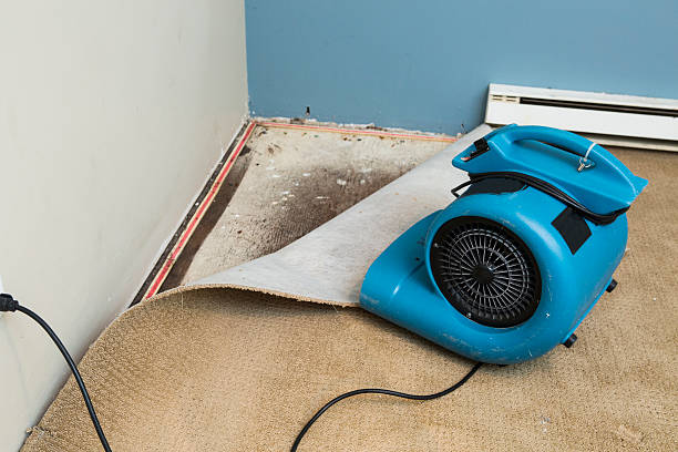 Best Mold removal after water damage  in Sweet Springs, MO